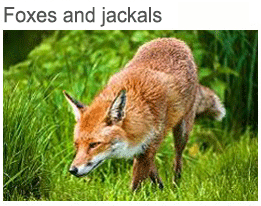 foxes and jackals