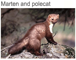 marten and polecat