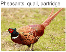 pheasants, quail, partridge and woodcock