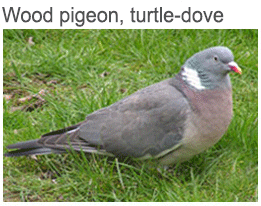 wood pigeon, turtle-dove and dove