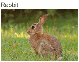 Picture rabbit
