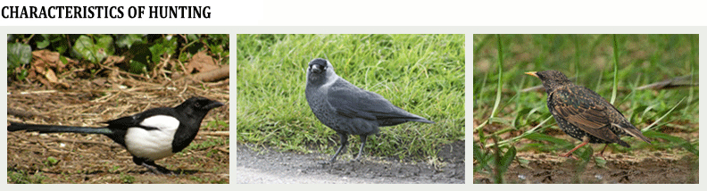 starling, magpie, hooded crow, jackdaw hunting