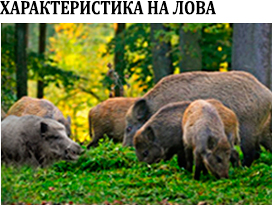 Диви свине - групов лов