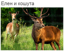 Елен и кошута