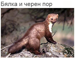 Бялка и черен пор
