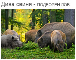 Дива свиня - подборен лов