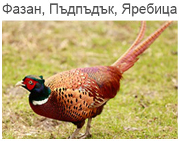 Фазан, Пъдпъдък, Яребица