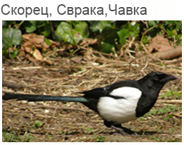 Скорец, Сврака, Чавка