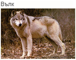 Вълк