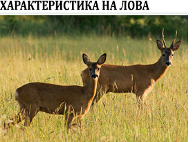 Индивидуален лов на сърна