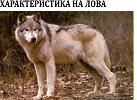 Вълк
