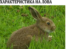 лов на заек