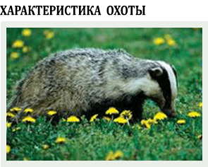 охота на барсука